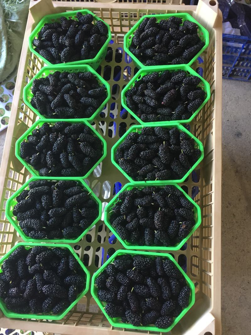 桑葚！新鲜桑葚！广东桑，无籽大十苗，