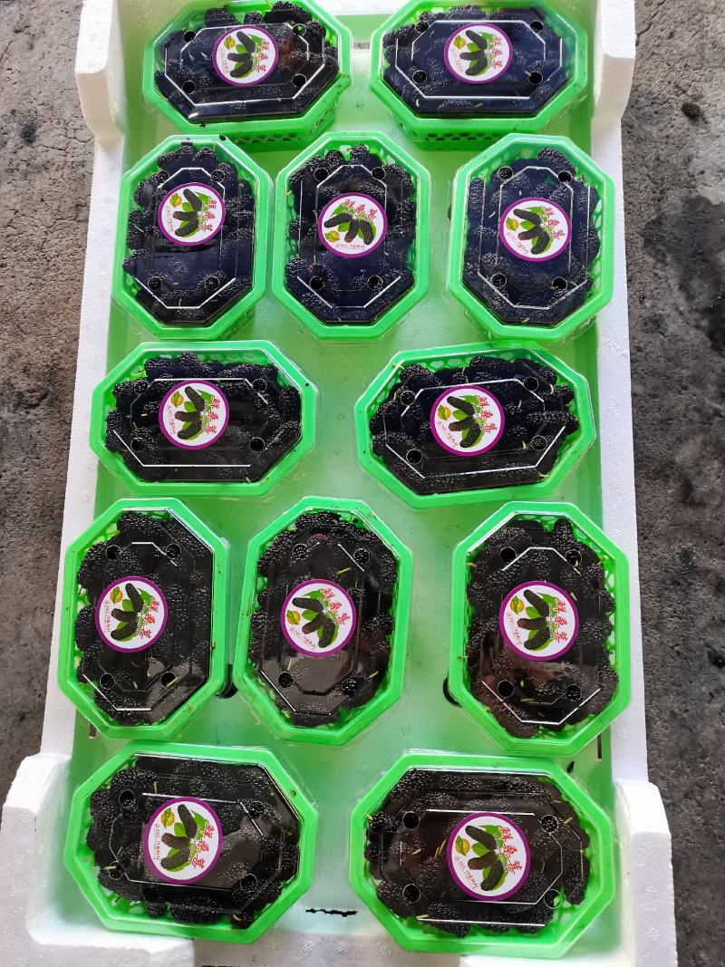 桑葚！新鲜桑葚！广东桑，无籽大十苗，