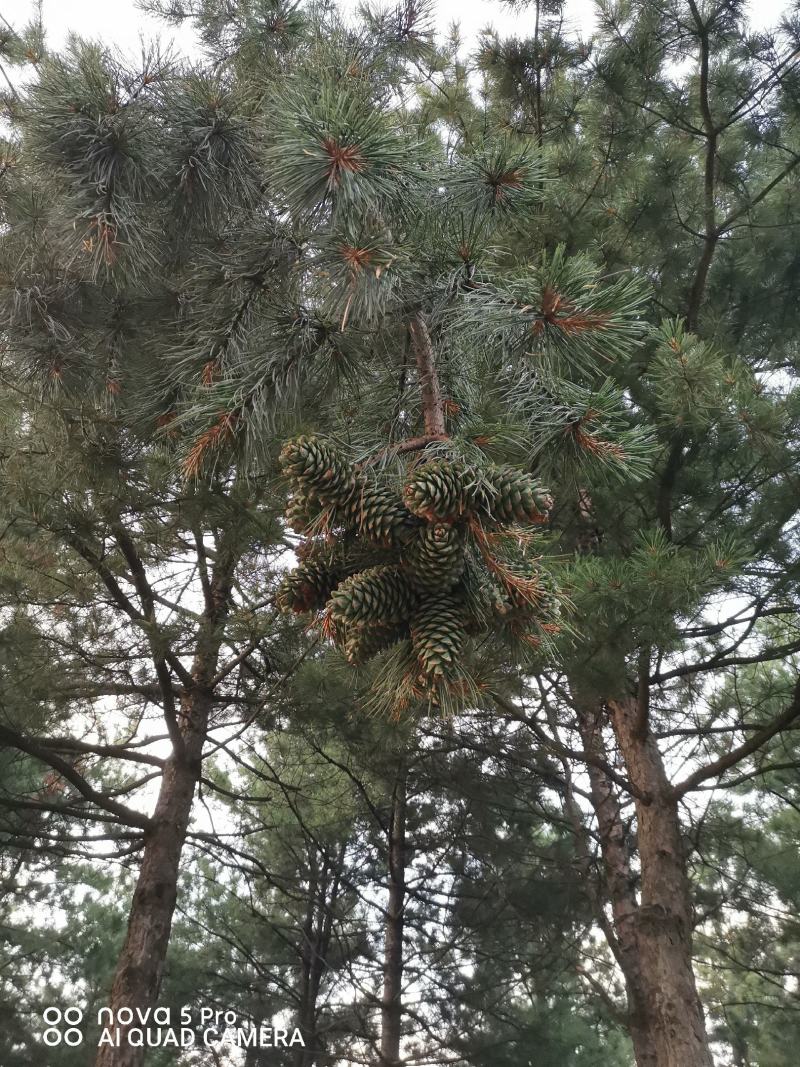 红松苗，嫁接苗，用品质说话，诚交各位朋友，良心商家