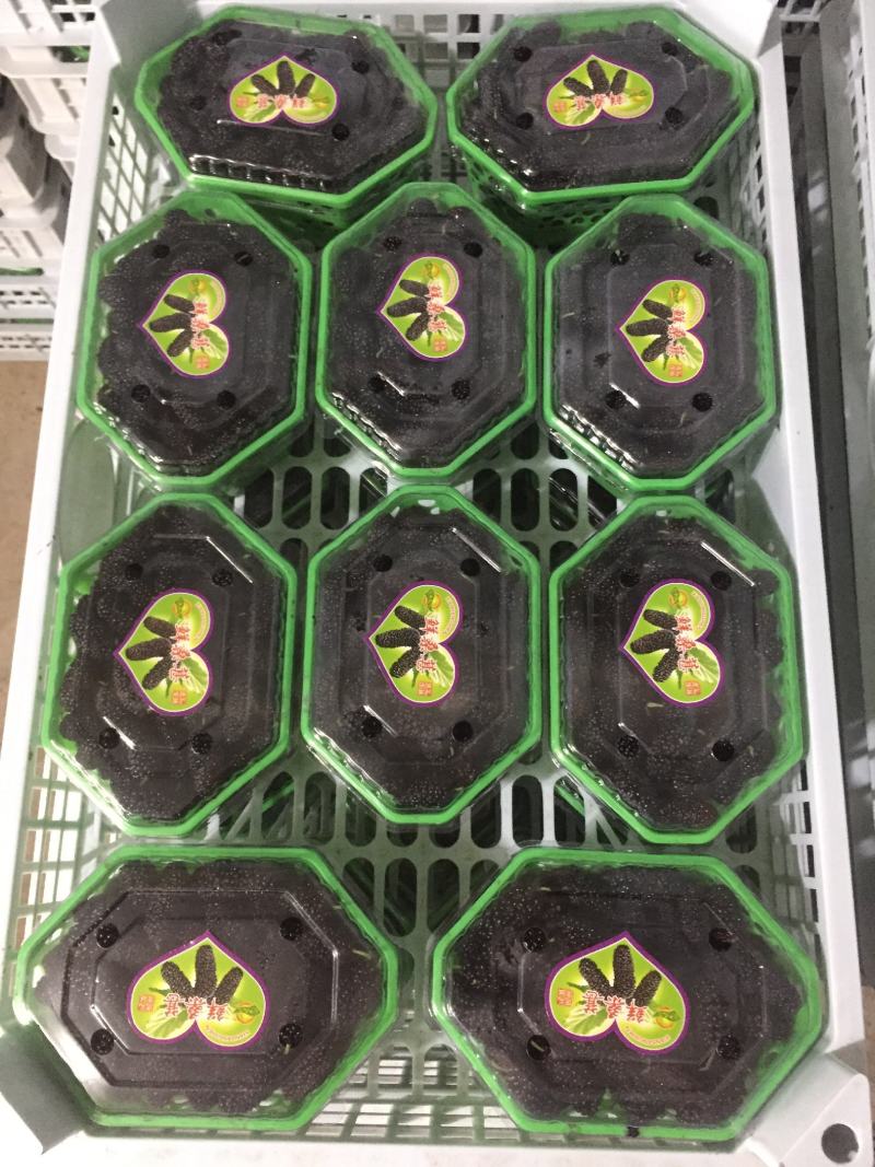 桑葚！新鲜桑葚！广东桑，无籽大十苗，
