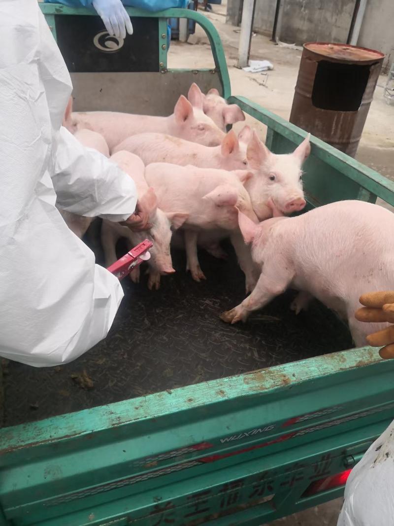 猪场优良仔猪三元仔猪，猪苗防疫完善抗病能力强提供养殖指导