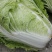 大白菜，又名义和秋，菜色白，绿，不打农药，全部绿色蔬菜，