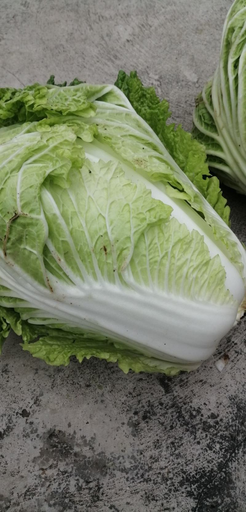 大白菜，又名义和秋，菜色白，绿，不打农药，全部绿色蔬菜，