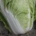 大白菜，又名义和秋，菜色白，绿，不打农药，全部绿色蔬菜，