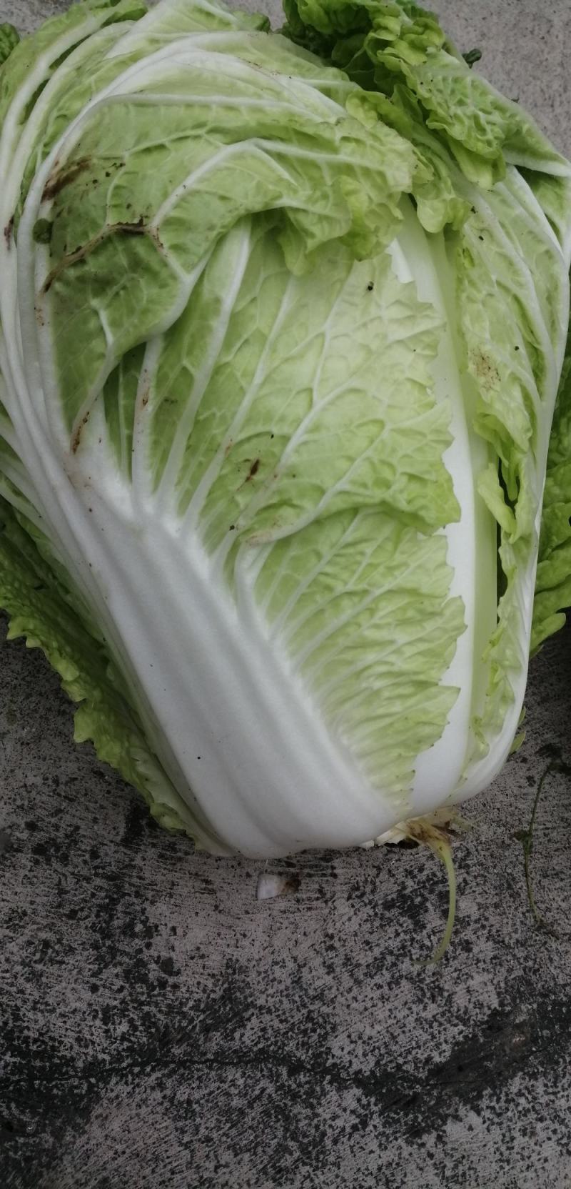 大白菜，又名义和秋，菜色白，绿，不打农药，全部绿色蔬菜，