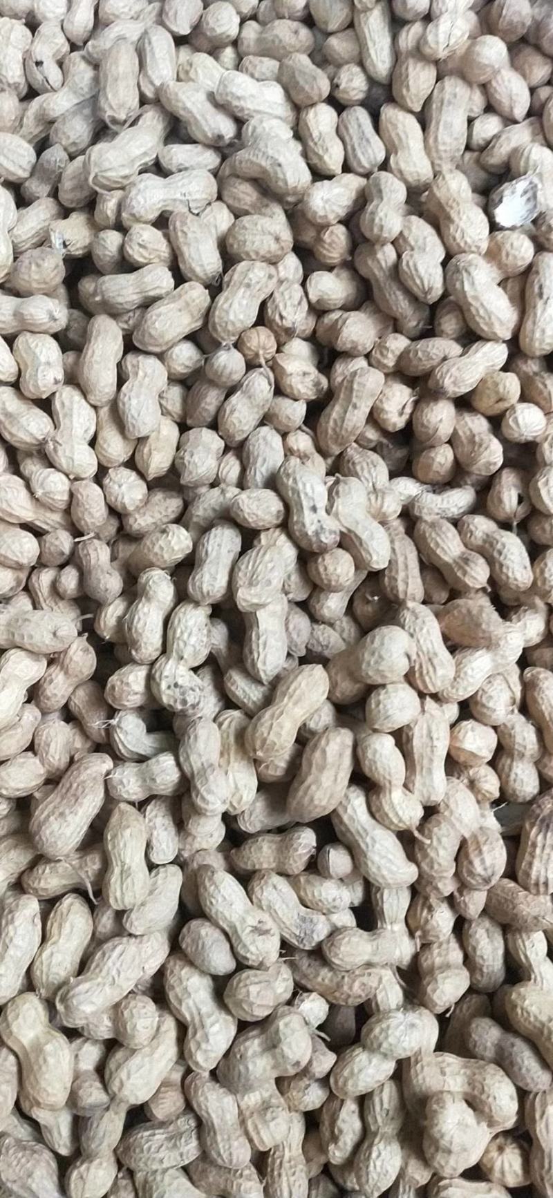 鲜花生、小白沙，鲁花、大量供应，质量保证包退全国发货