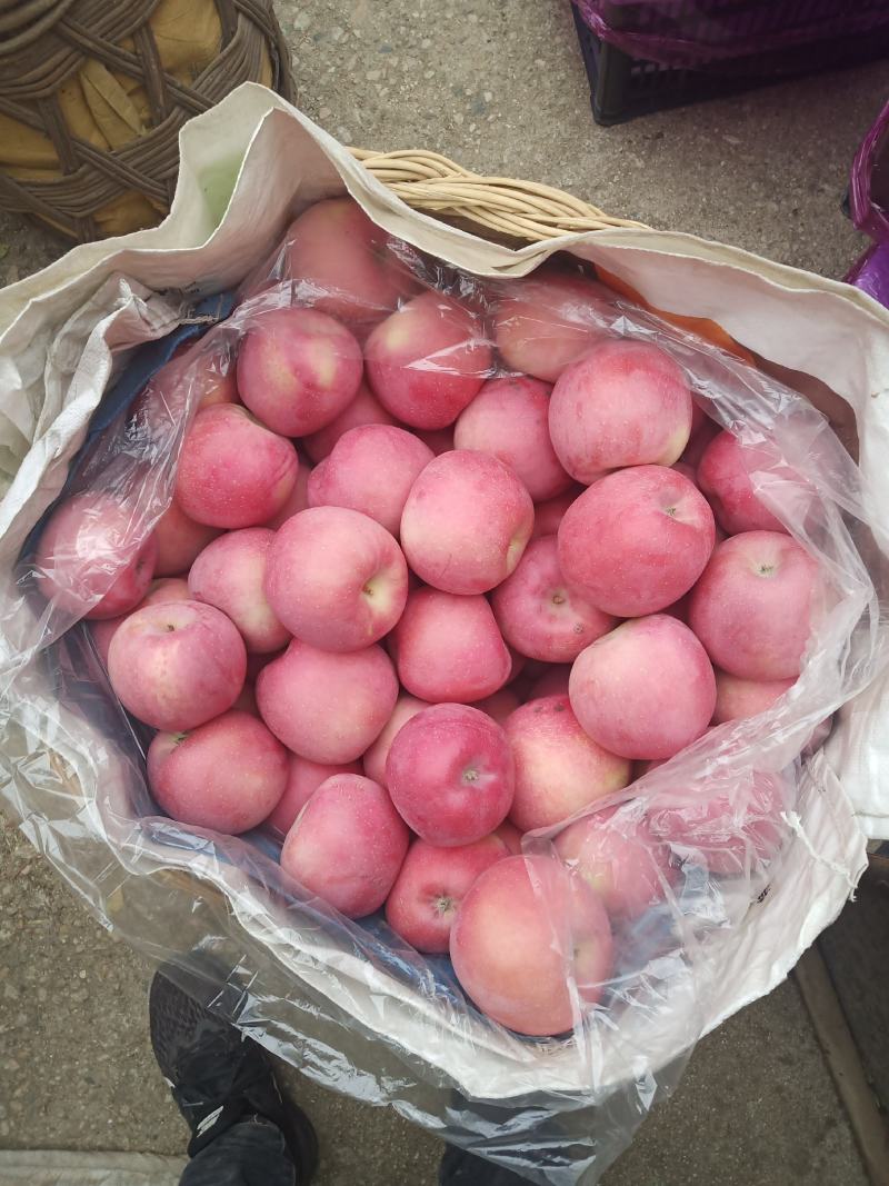 富士苹果大量有货冷库地窖常年代收自己冷库库