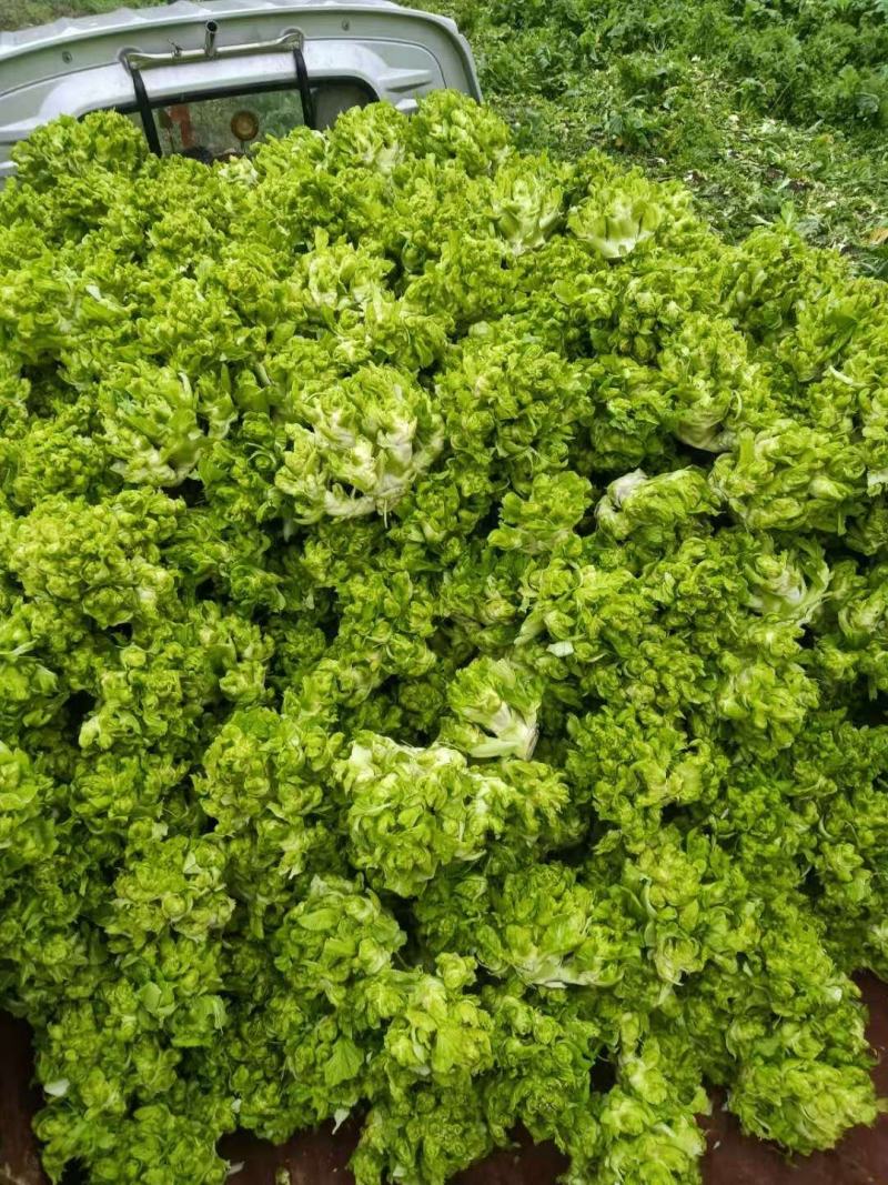 【大量供应】四川大邑县自家基地精品儿菜颗粒饱满