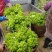 【大量供应】四川大邑县自家基地精品儿菜颗粒饱满