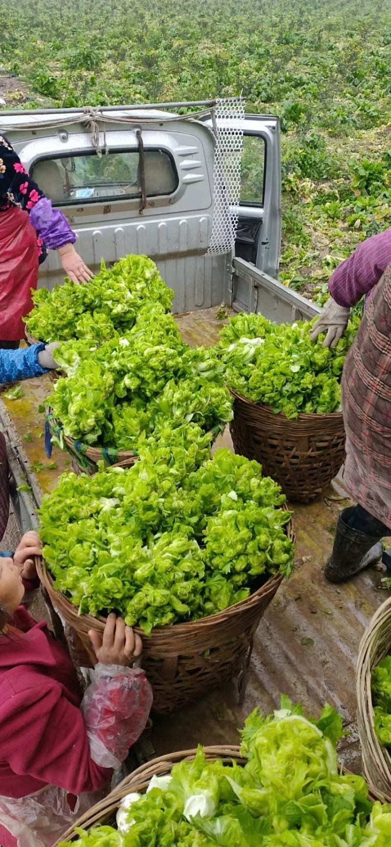 【大量供应】四川大邑县自家基地精品儿菜颗粒饱满