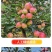 123小苹果新鲜东北孕妇酸甜苹果
