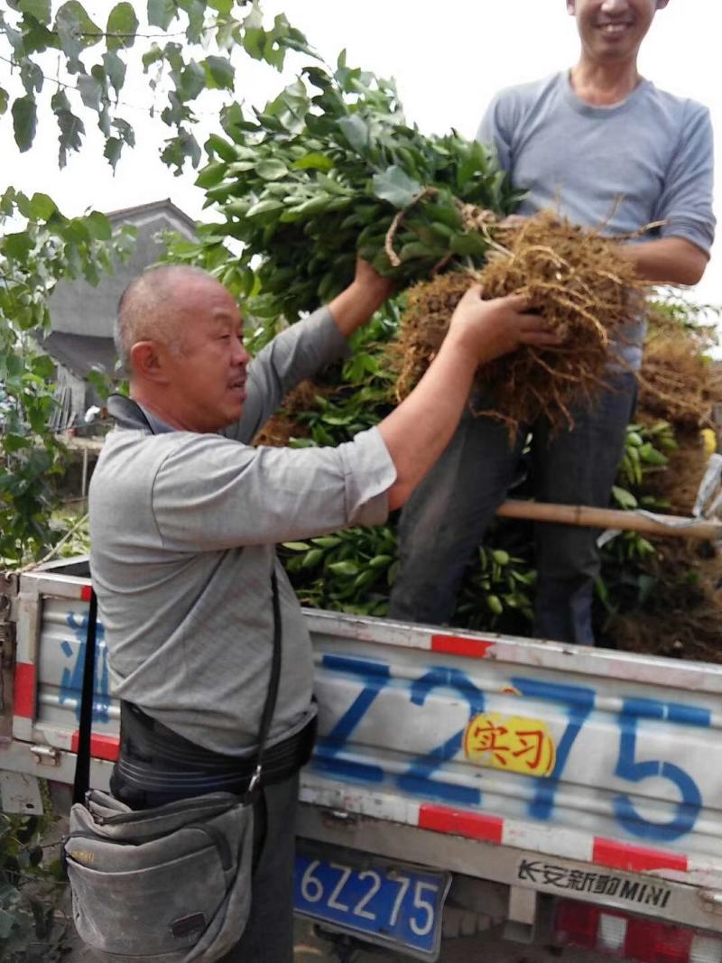 大叶尾张柑桔苗迟熟蜜桔苗嫁接果苗苗农直销包邮，带土保湿