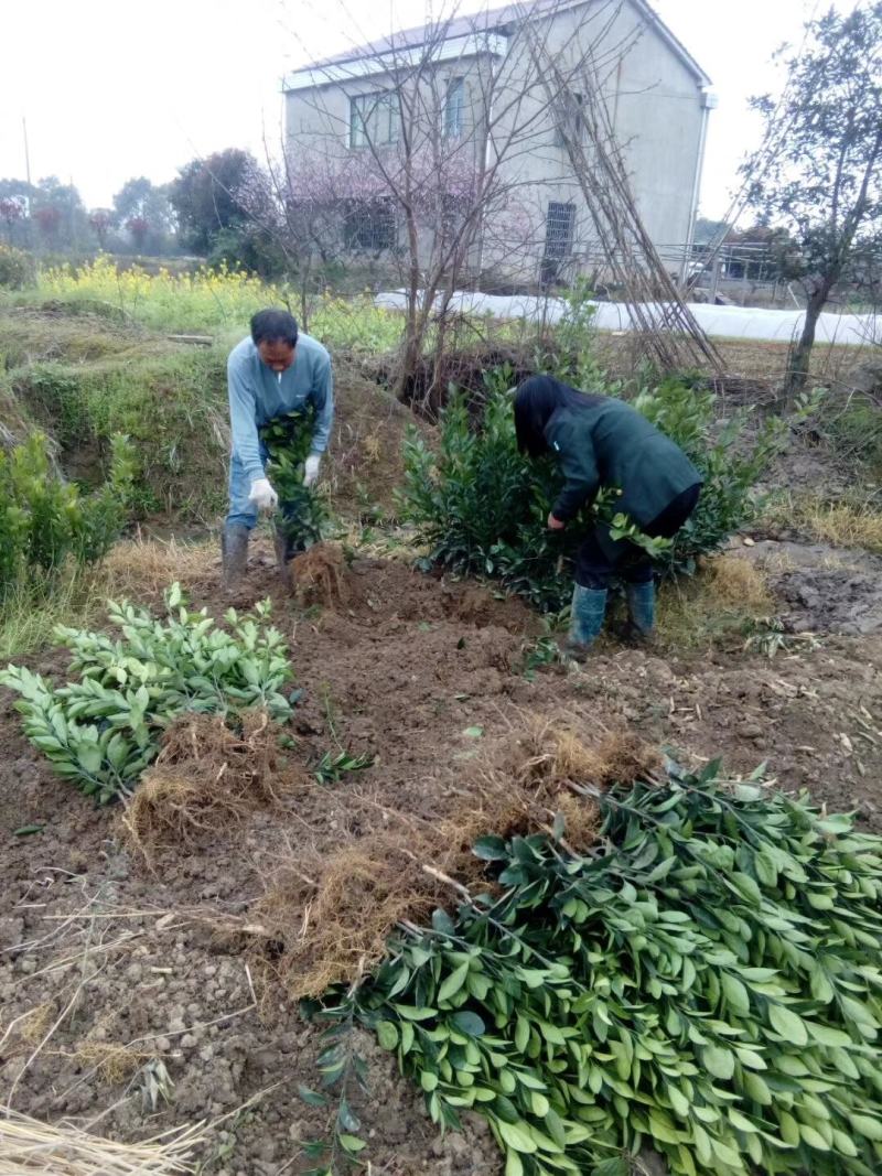 大叶尾张柑桔苗迟熟蜜桔苗嫁接果苗苗农直销包邮，带土保湿