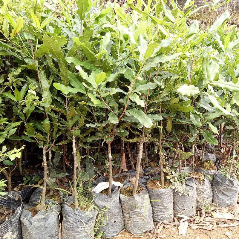 澳洲坚果苗夏威夷果苗树苗嫁接矮化广西桂热一号庭院地栽四季