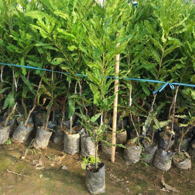 澳洲坚果苗夏威夷果苗树苗嫁接矮化广西桂热一号庭院地栽四季