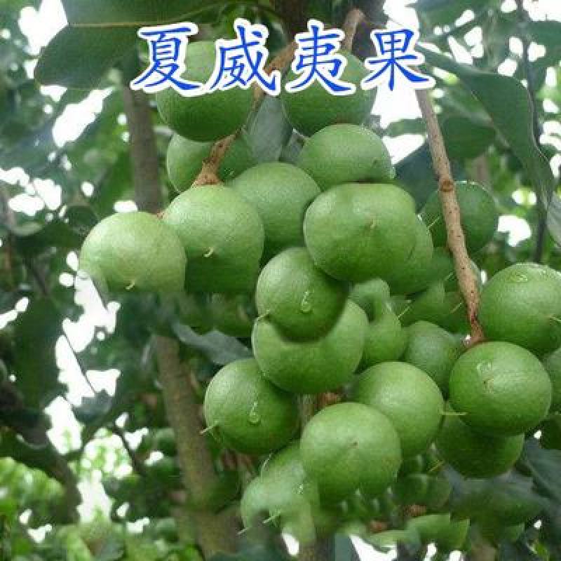 澳洲坚果苗夏威夷果苗树苗嫁接矮化广西桂热一号庭院地栽四季