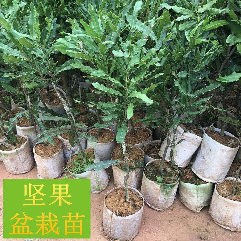 澳洲坚果苗夏威夷果苗树苗嫁接矮化广西桂热一号庭院地栽四季