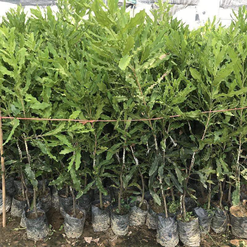 澳洲坚果苗夏威夷果苗树苗嫁接矮化广西桂热一号庭院地栽四季