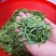供应世界硒都恩施富硒茶绿茶恩施玉露茶叶特级绿茶礼盒装