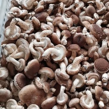 香菇小豆VF工厂专用香菇脆片专用预制菜食材出口