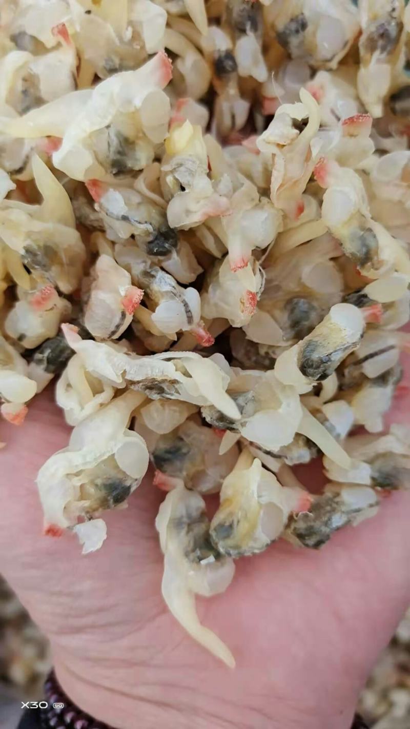 白蛤蜊肉干！日晒！颜色好看！无沙！干度非常好！大量有货