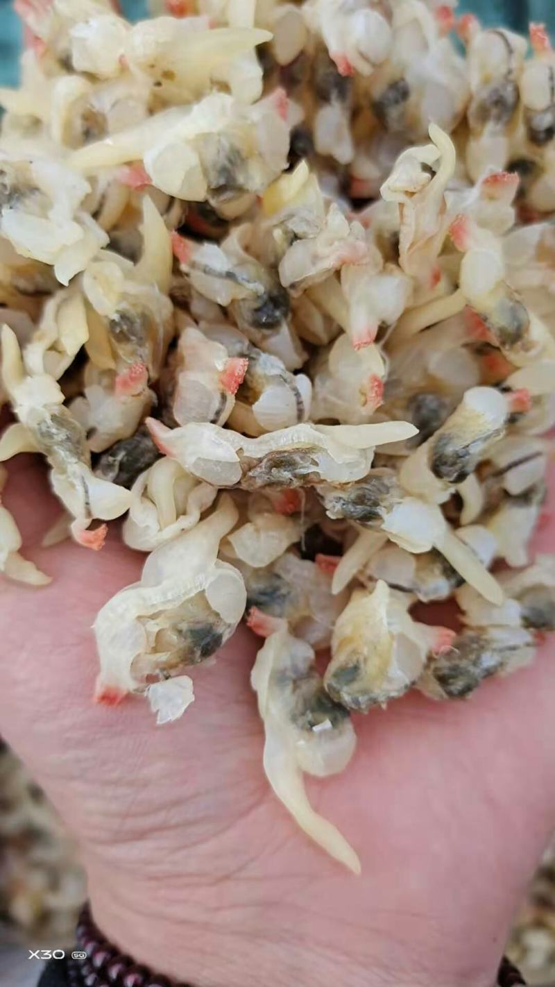 白蛤蜊肉干！日晒！颜色好看！无沙！干度非常好！大量有货