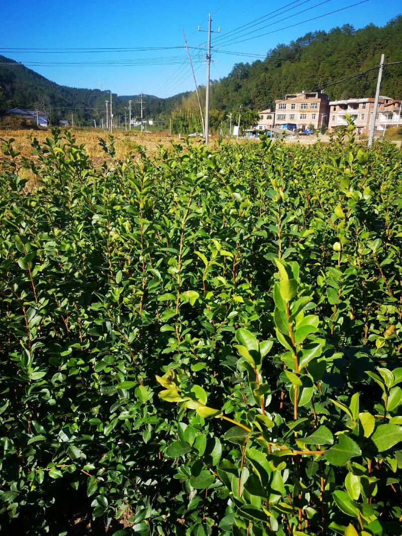 油茶苗营养杯，裸根苗出售