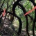 云南山木香野生下山老桩