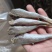 北部湾特产皮棍鱼红娘鱼干红头鱼干小鱼干鱼干货