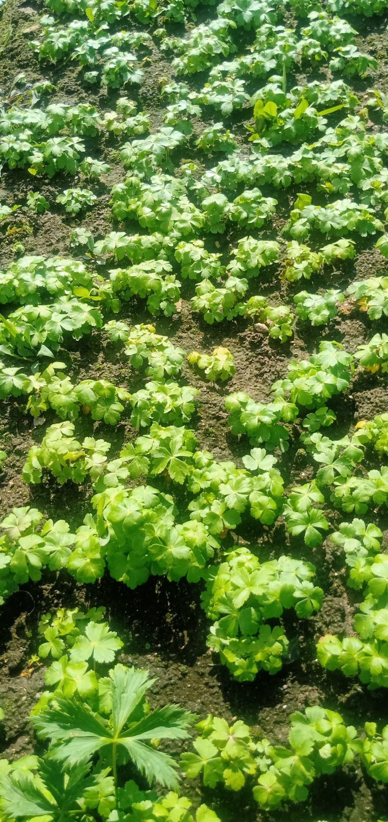 河北省承德多花瓣金莲花种苗