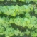 河北省承德多花瓣金莲花种苗