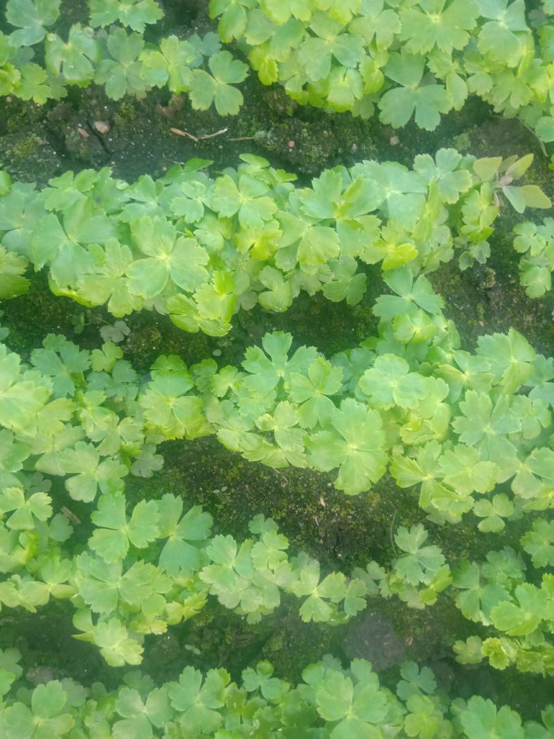 河北省承德多花瓣金莲花种苗