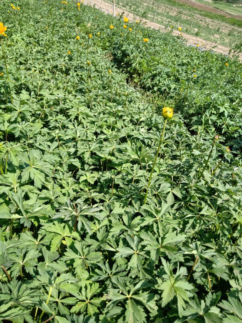 河北省承德多花瓣金莲花种苗