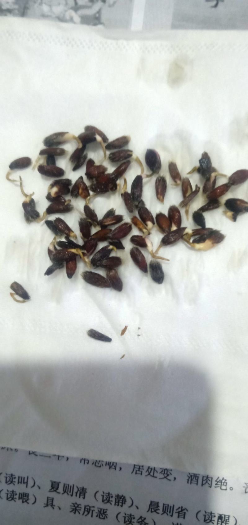 河北省承德朱砂点苍术种子