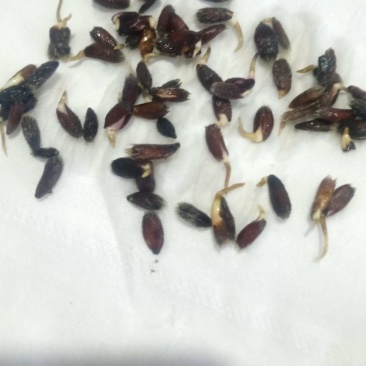 河北省承德朱砂点苍术种子