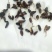 河北省承德朱砂点苍术种子