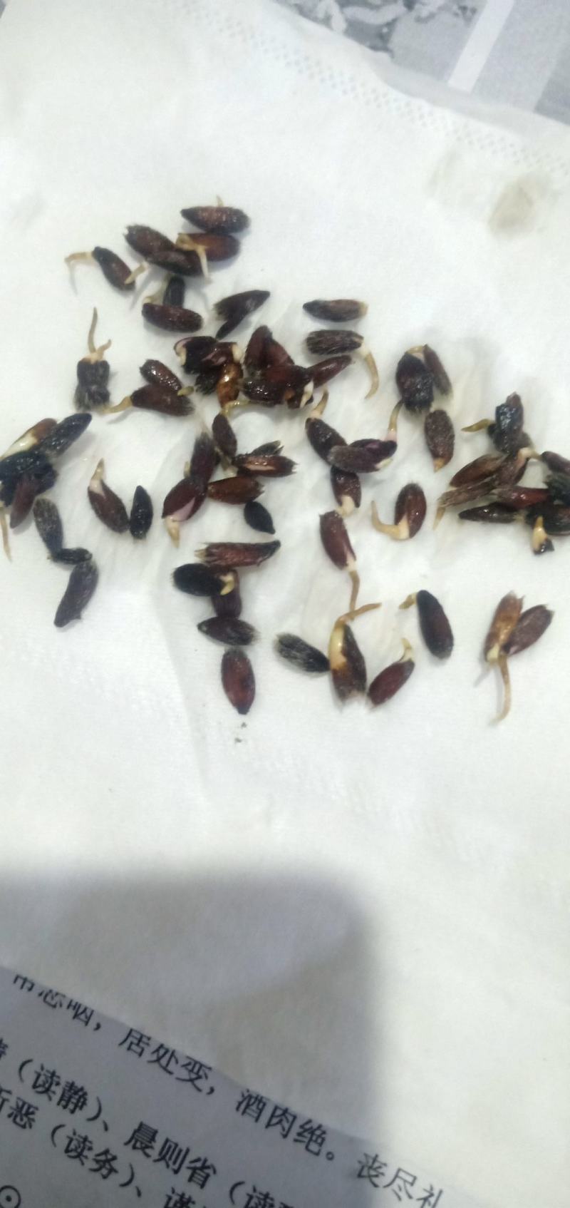 河北省承德朱砂点苍术种子