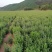 河北省承德朱砂点苍术种子