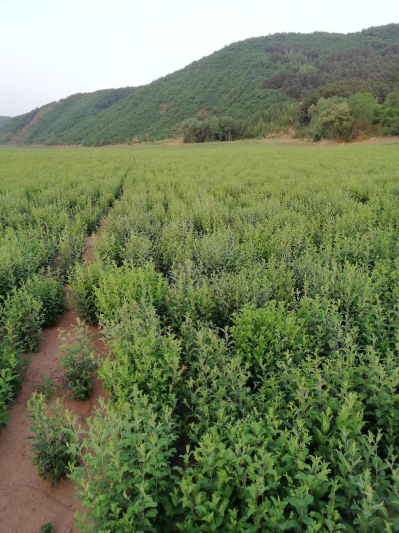 河北省承德朱砂点苍术种子
