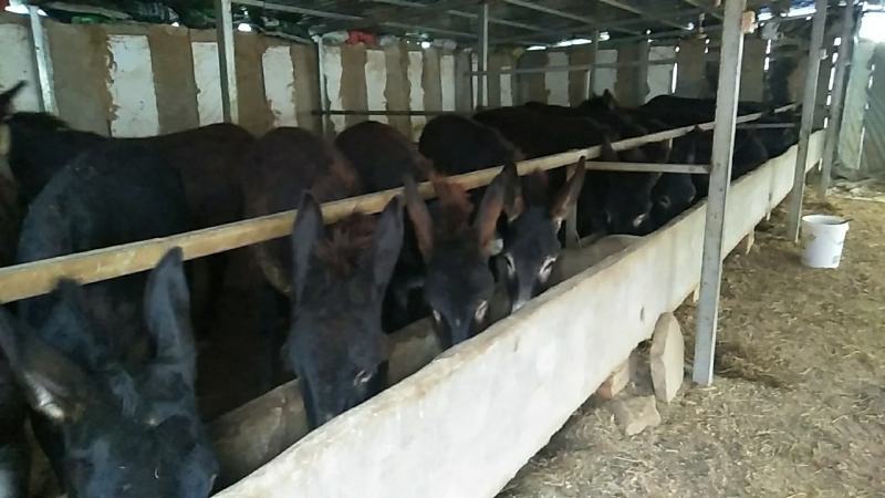 肉驴出售长年肉驴出售