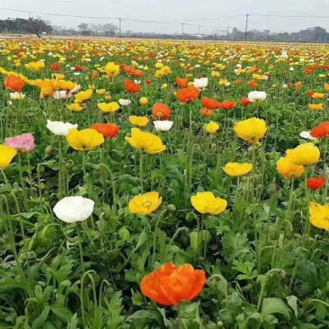 冰岛虞美人，虞美人，虞美人基地，山东虞美人