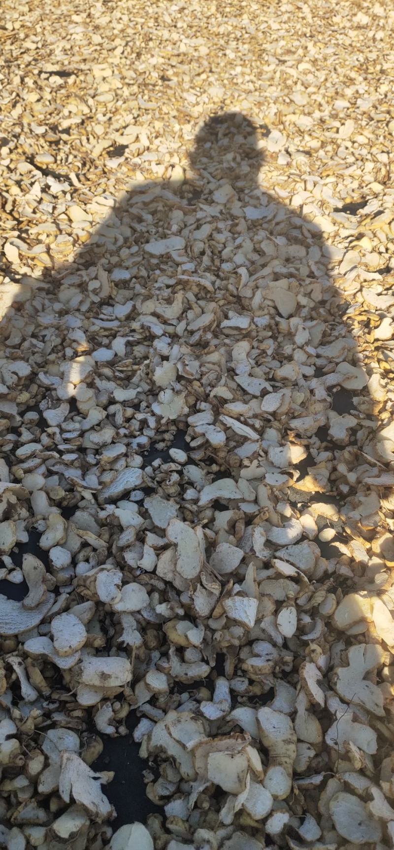 滇黄精，黄精干片，无硫，基地直供