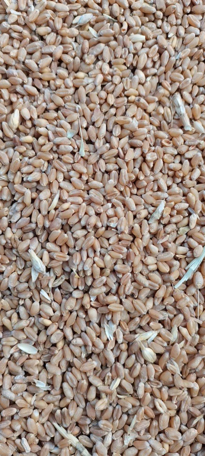 河北2022年新冬小麦，面粉加工。麦芽糖。羊肚菌用户