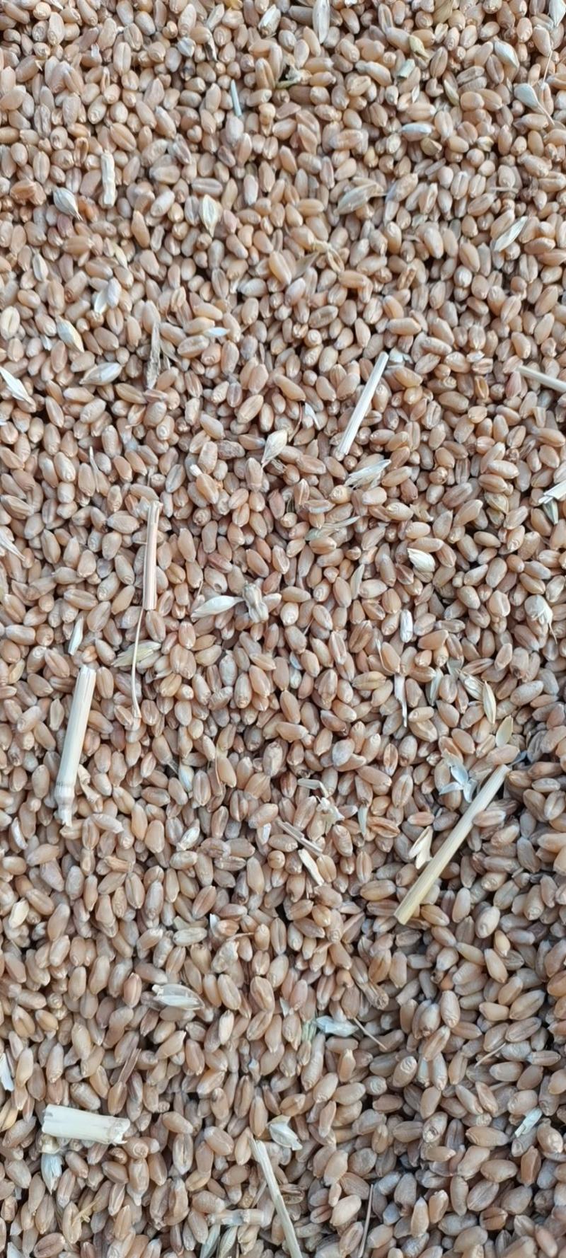 河北2022年新冬小麦，面粉加工。麦芽糖。羊肚菌用户