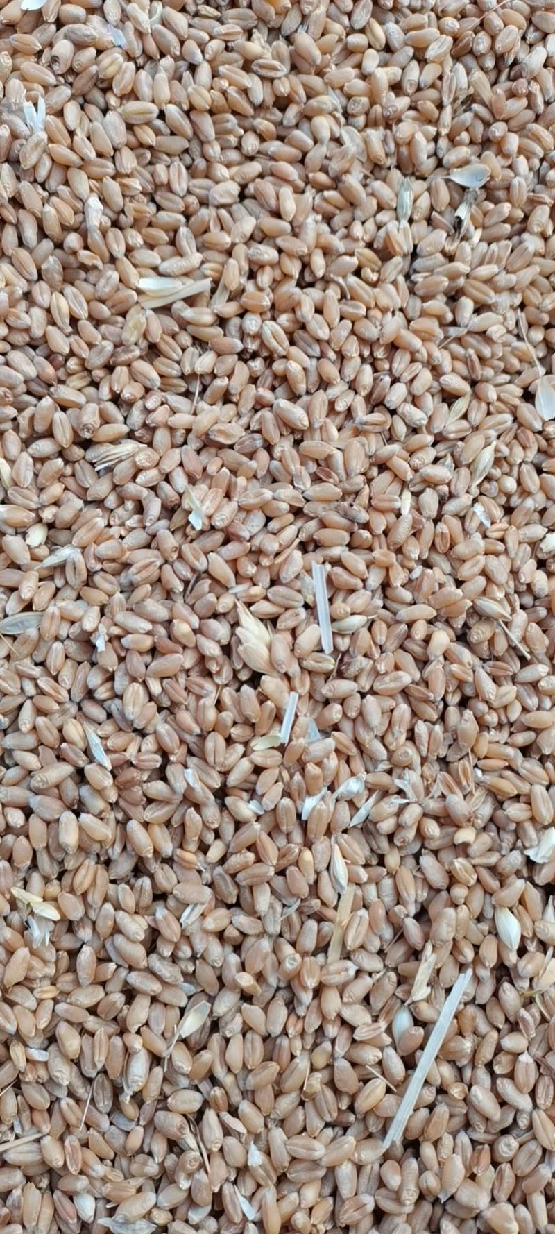 河北2022年新冬小麦，面粉加工。麦芽糖。羊肚菌用户