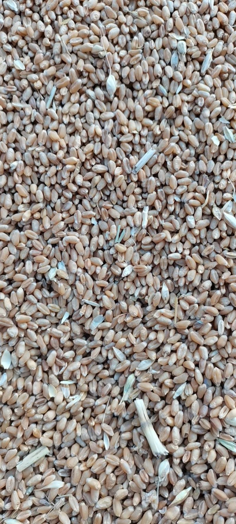 河北2022年新冬小麦，面粉加工。麦芽糖。羊肚菌用户