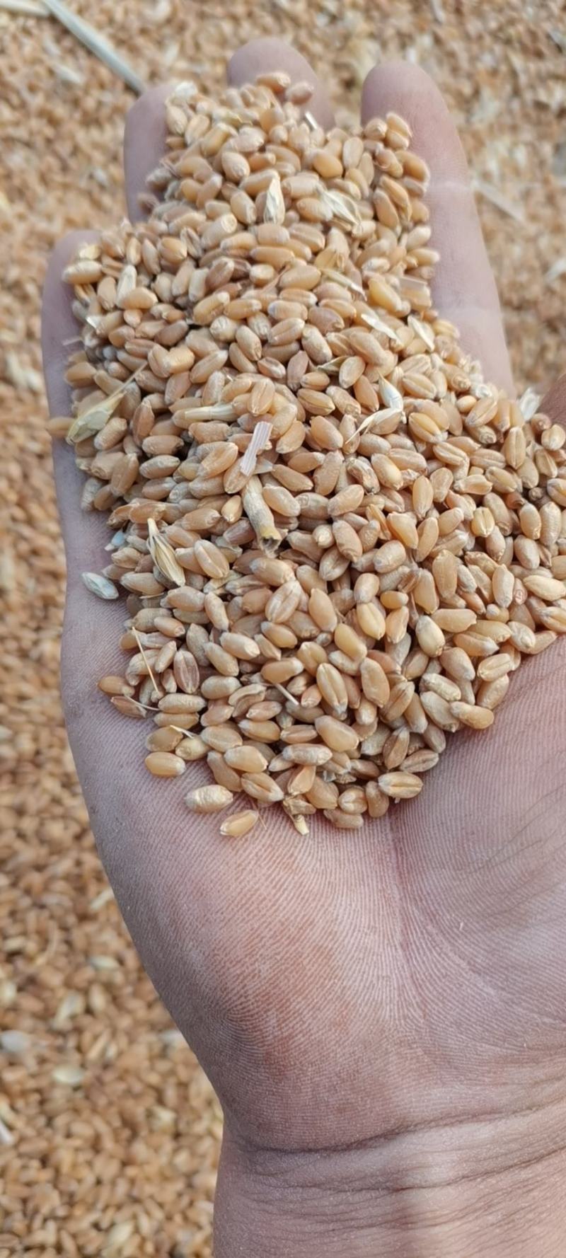 河北2022年新冬小麦，面粉加工。麦芽糖。羊肚菌用户