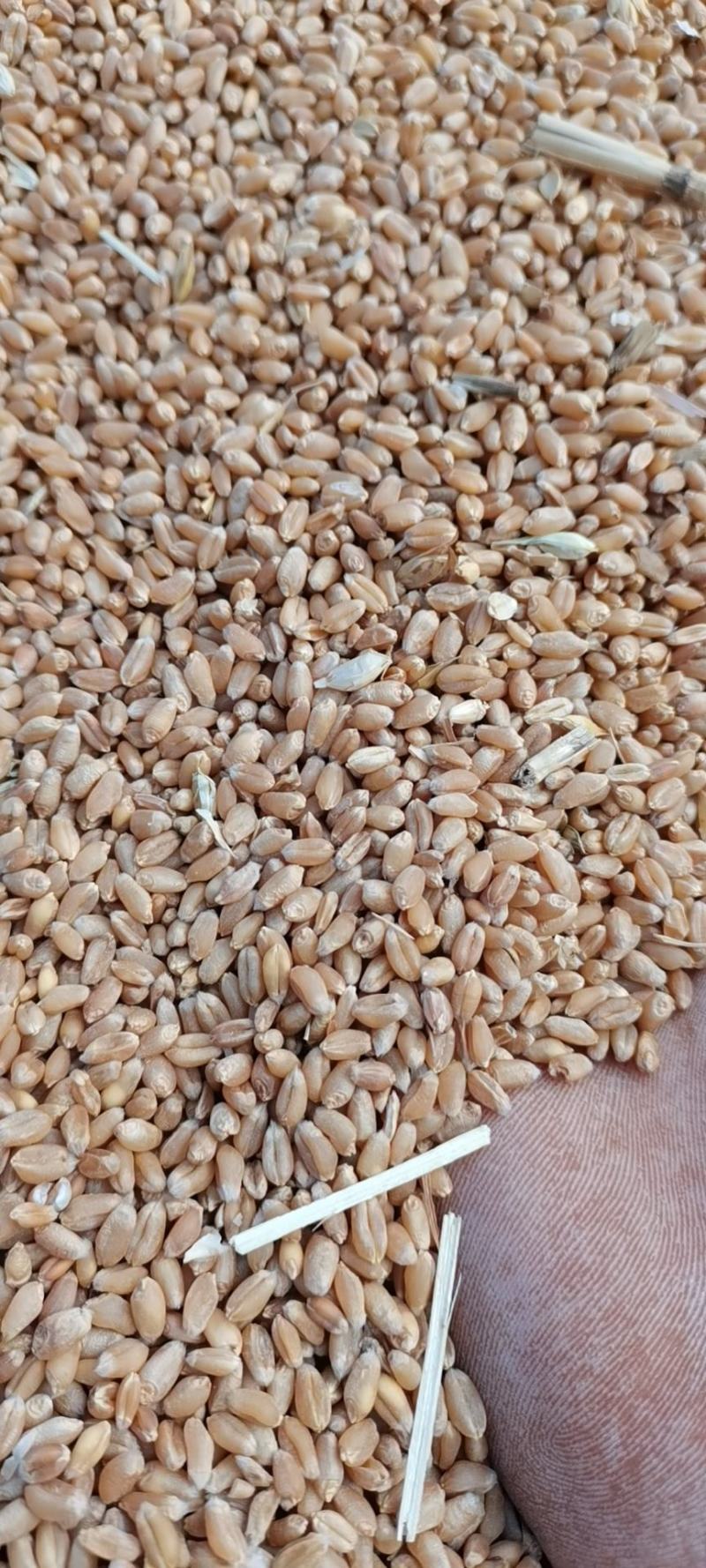 河北2022年新冬小麦，面粉加工。麦芽糖。羊肚菌用户