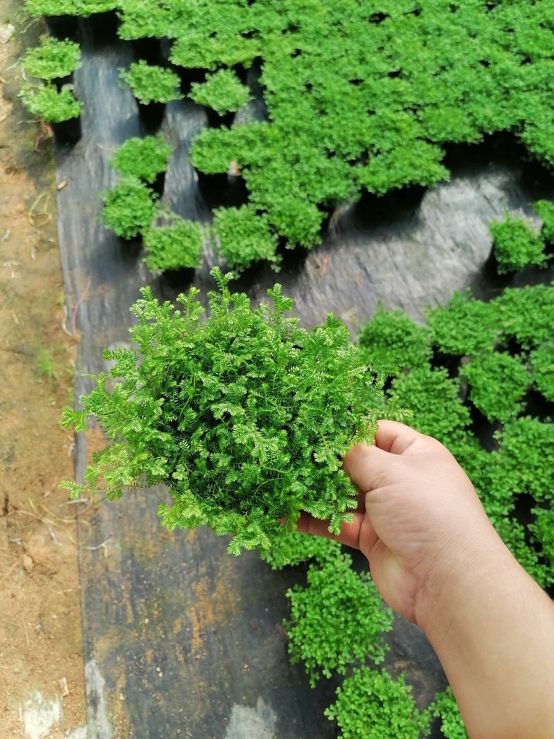 青龙草，翠云草，背景墙草，盆栽，福建龙岩永福基地直销！