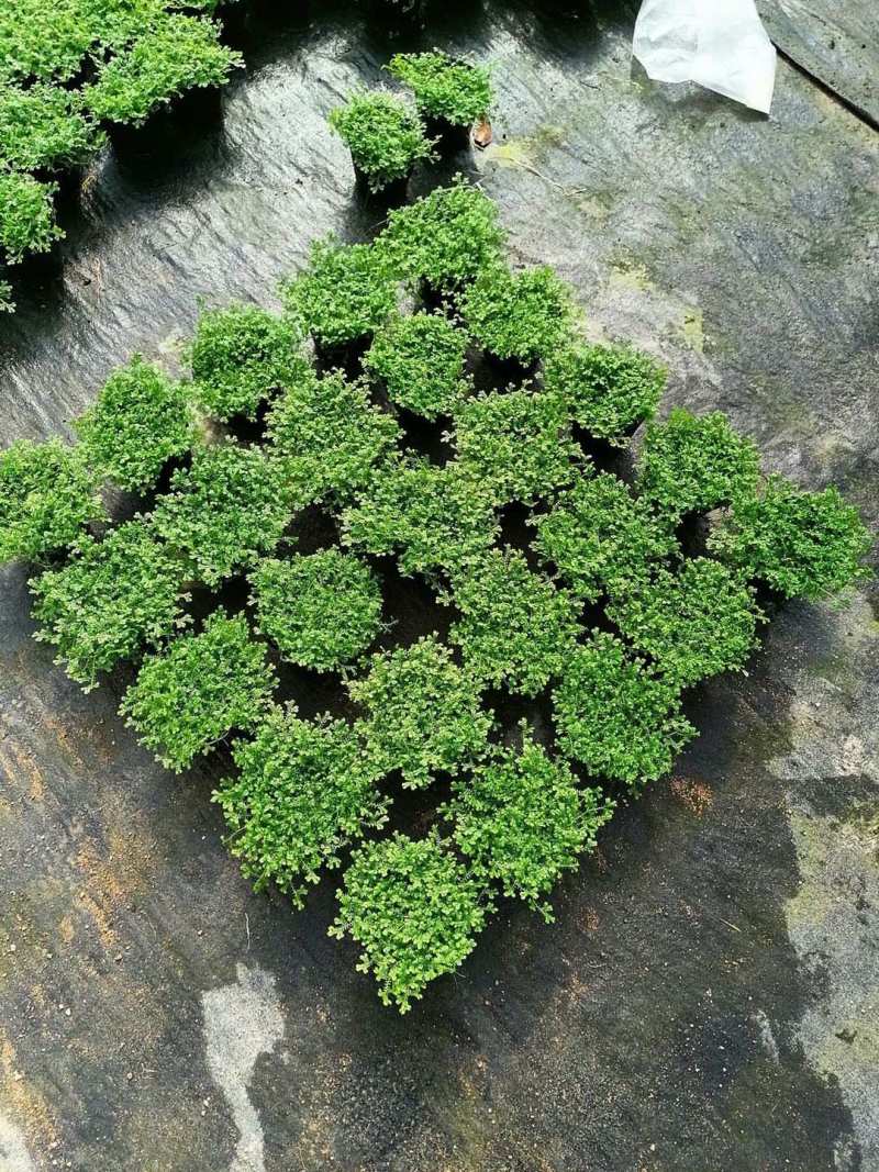 青龙草，翠云草，背景墙草，盆栽，福建龙岩永福基地直销！